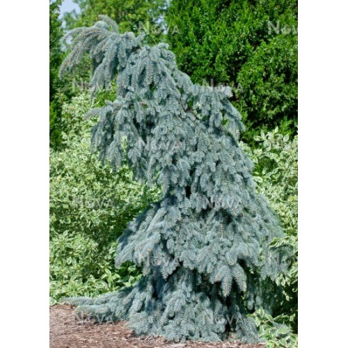 Eglė dygioji ( lot. Picea pungens)  Glauca Pendula