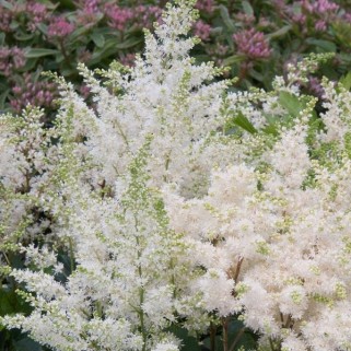 Astilbė arendso  (lot.Astilbe) Astary White