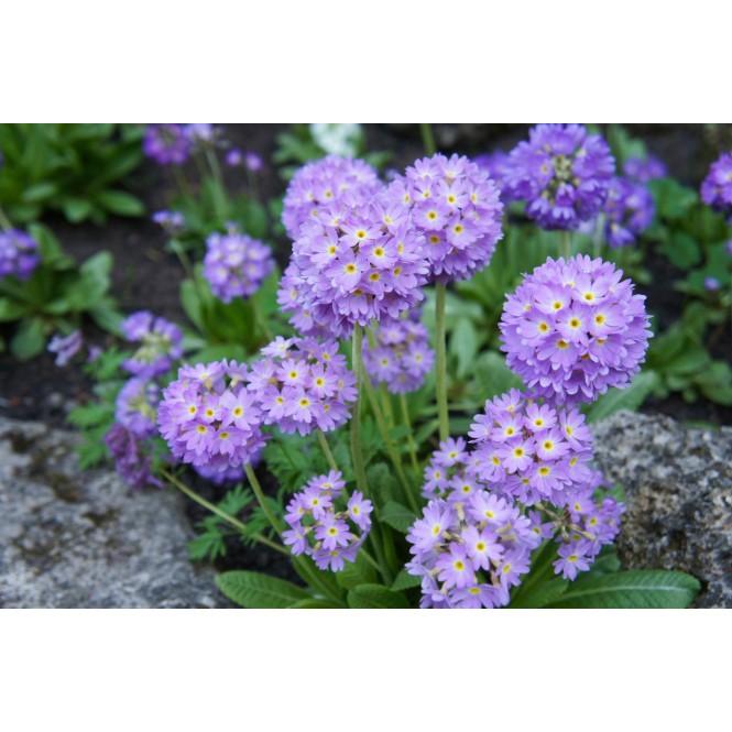 Raktažolė dantytalapė (lot. Primula denticulata) Cashmeriana