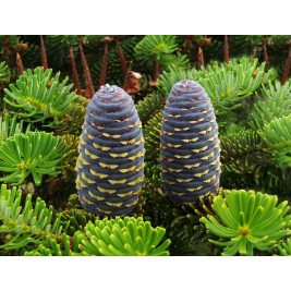 Kėnis korėjinis( lot. Abies koreana)  