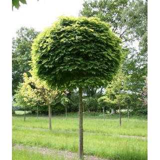 Klevas ( lot. Acer platanoides) Globosum