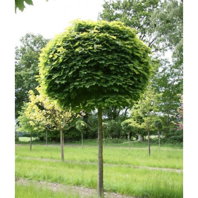Klevas ( lot. Acer platanoides) Globosum