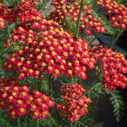 Kraujažolė paprastoji (lot. Achillea millefolium) Paprika