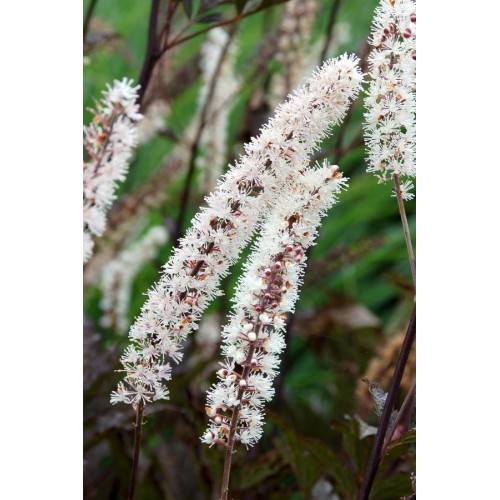 Juodžolė ( lot.Actaea  simplex) Black  Negligee