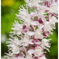 Juodžolė ( lot.Actaea  simplex) Pink Spike