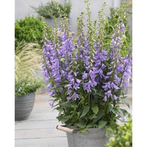 Katilėlis  (lot.  Adenophora latifolia) Gaudi Violet