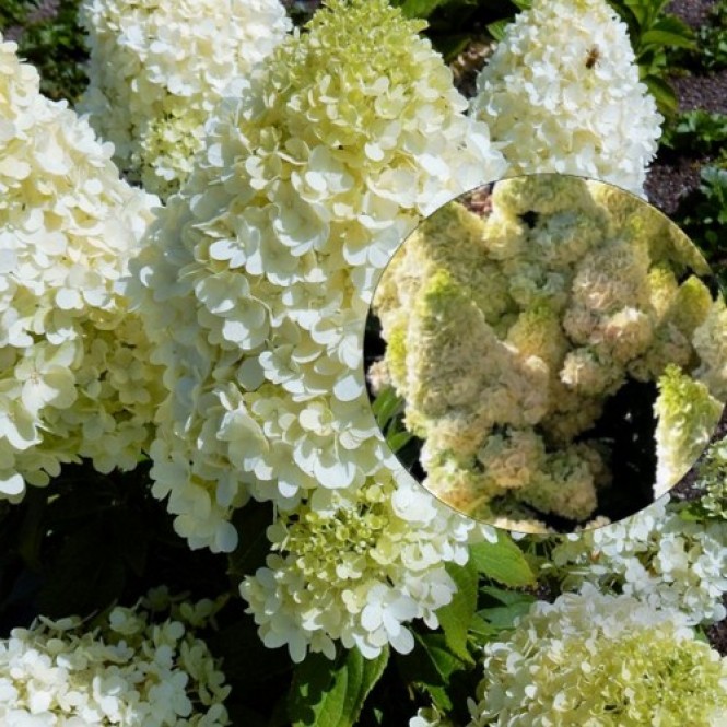 Hortenzija šluotelinė ( lot. Hydrangea paniculata) Magical Matterhorn