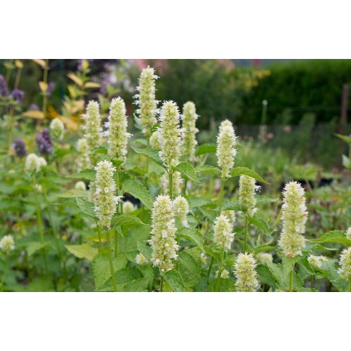 Kinmėtė( lot. Agastache rugosa alba) Liquorice White