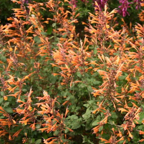 Kinmėtė( lot. Agastache aurantiaca ) Apricot Sprite