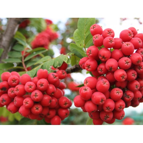 Šermukšnis valgomasis ( lot. Sorbus spp.) Alaja Krupnaja