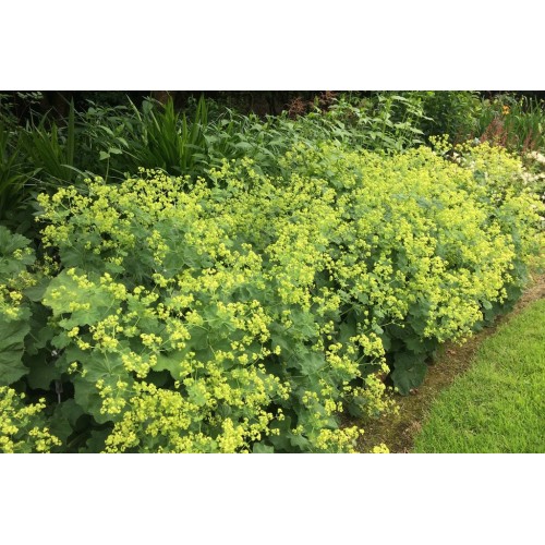 Rasakila švelnioji ( lot. Alchemilia mollis) Auslese