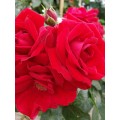 Rožė vijoklinė ( lot. Rosa )  AMADEUS® Kordes