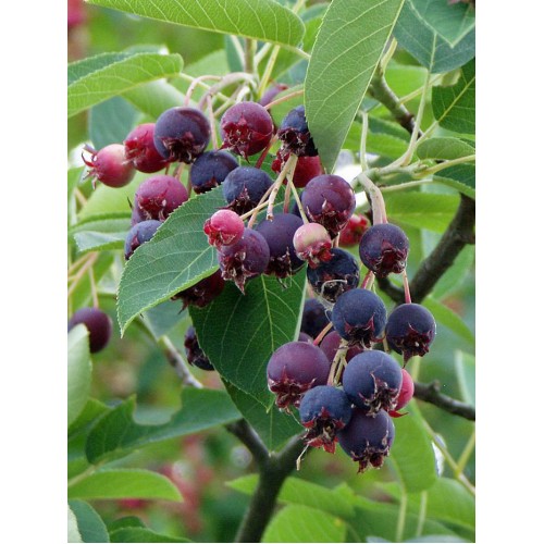 Medlieva  kanadinė( lot. Amelanchier canadensis) Prince William