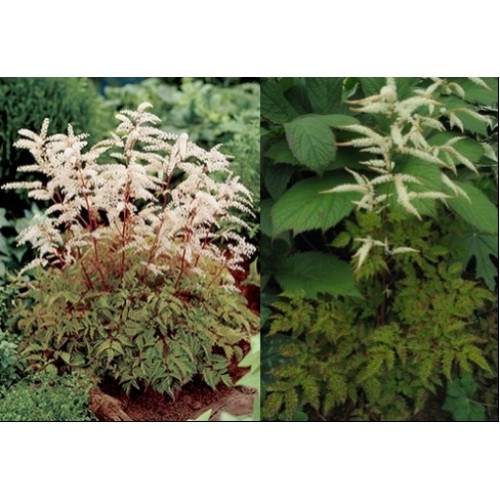 Arunkas  (lot.Aruncus  aethusifolius) Noble Spirits