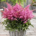 Astilbė arendso (lot.Astilbe arendsii)  Raspberry