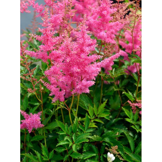 Astilbė arendso (lot.Astilbe arendsii) Anita Pfeifer