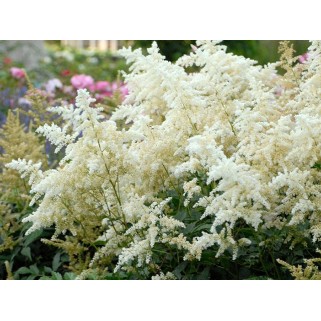 Astilbė japoninė (lot.Astilbe japonica) Diamant