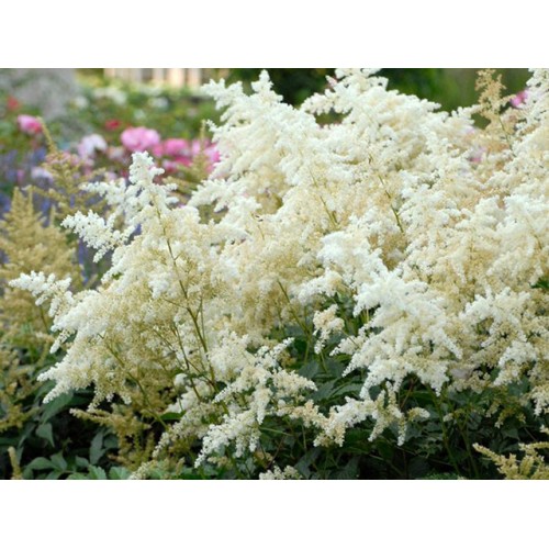 Astilbė japoninė (lot.Astilbe japonica) Diamant
