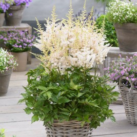 Astilbė  kininė (lot.Astilbe) Visions in White