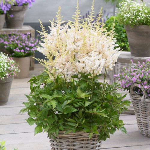 Astilbė  kininė (lot.Astilbe) Visions in White