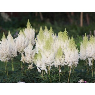 Astilbė arendso (lot.Astilbe arendsii) Weisse Gloria