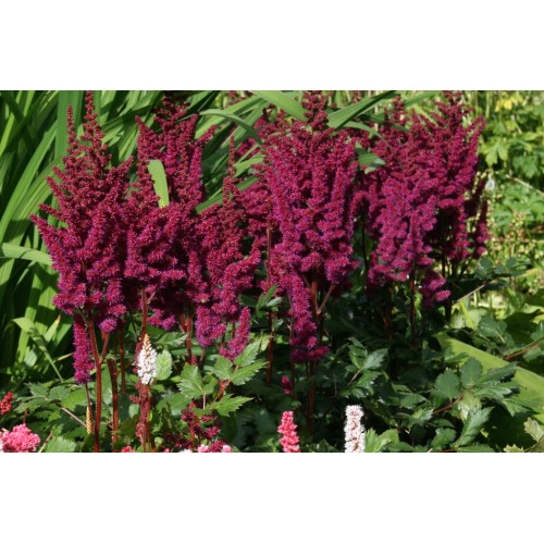 Astilbė kininė  (lot.Astilbe chinensis) Vision in Red