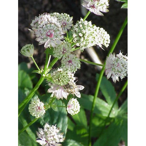 Astrancija didžioji ( lot. Astrantia major) 
