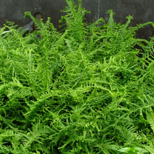 Blužniapapartis paprastasis  (lot.Athyrium filix-femina) Victoriae