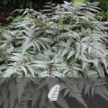 Blužniapapartis japoninis (lot.Athyrium niponicum) Silver Falls