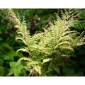 Blužniapapartis (lot.Athyrium otophorum) Okanum Blužniapapartis (lot.Athyrium otophorum) Okanum