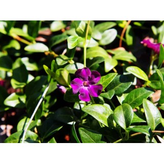 Žiemė mažoji ( lot. Vinca minor) Atropurpurea Plena
