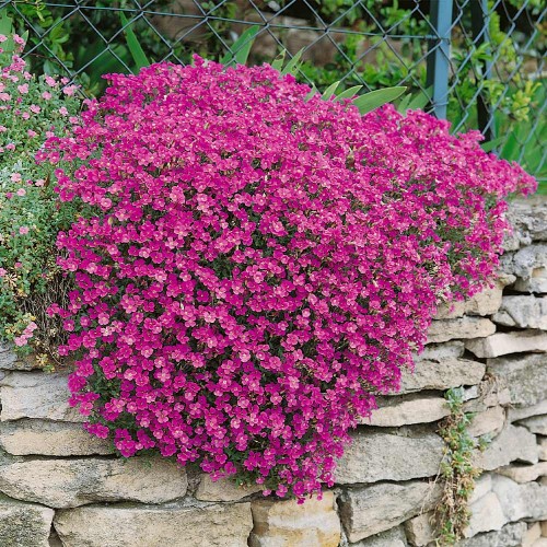 Aubretė ( lot. Aubrieta gracilis ) Regado Red