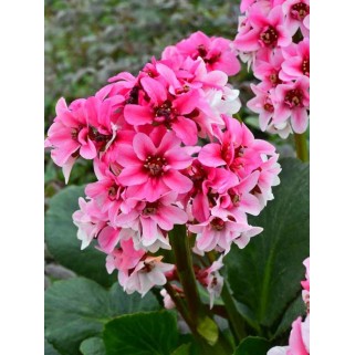 Bergenija (lot. Bergenia) Dragonfly Sakura