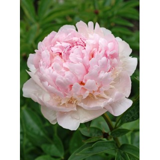 Bijūnas puikusis ( lot. peonia lactiflora) Angel Cheeks 2026 ruduo