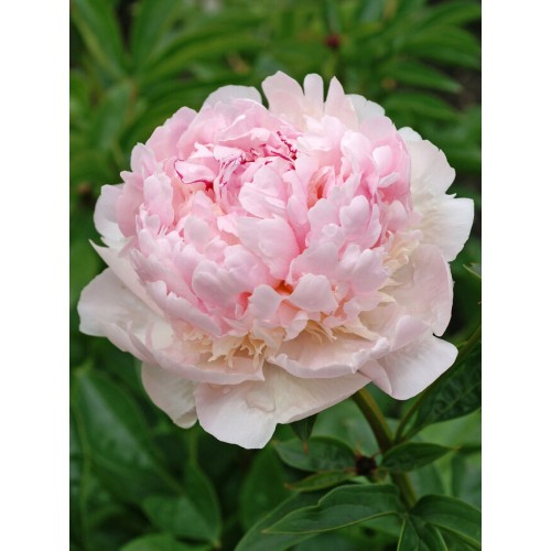Bijūnas puikusis ( lot. peonia lactiflora) Angel Cheeks 2025 ruduo