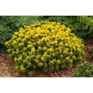 Pušis kalninė ant koto( lot. Pinus mugo )  Ophir