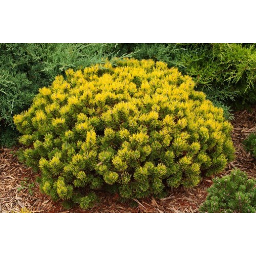 Pušis kalninė ( lot. Pinus mugo )  Ophir