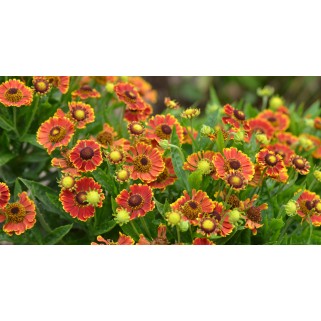 Saulainė (lot. Helenium)  Bandera