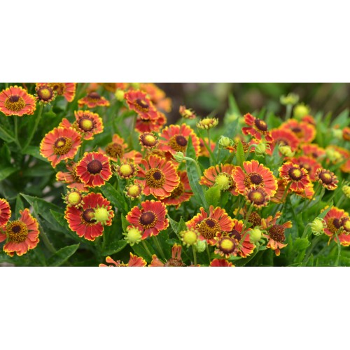 Saulainė (lot. Helenium)  Bandera