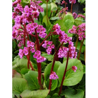 Bergenija širdžialapė (lot. Bergenia cordifolia)