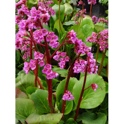 Bergenija širdžialapė (lot. Bergenia cordifolia)