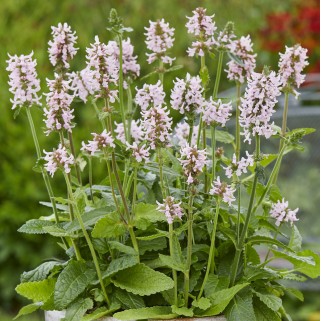 Notra ( lot. Stachys officinalis) Summer Sweets