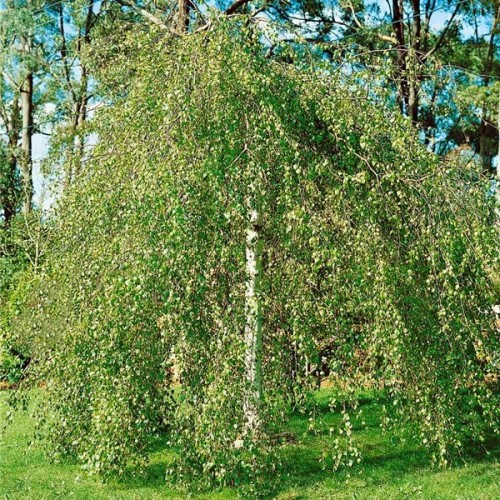 Beržas ( lot. Betula utilis) Long Trunk