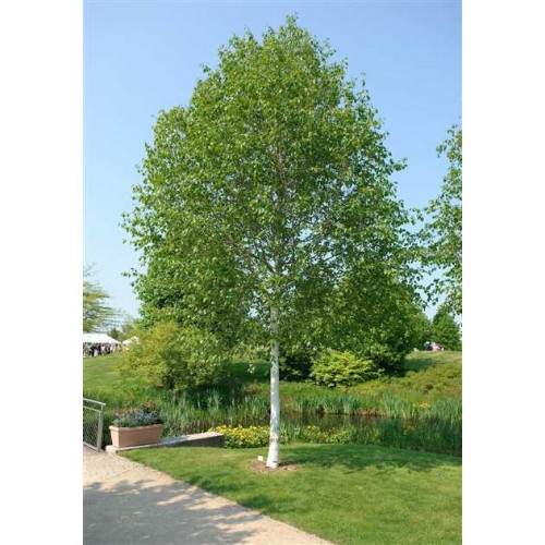 Beržas himalajinis ( lot. Betula utilis) Doorenboos