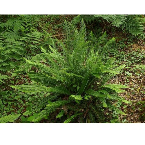Unksmenė (lot. blechnum spicant)
