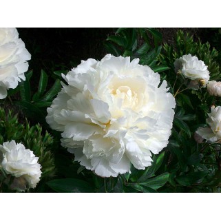 Bijūnas puikusis ( lot. peonia lactiflora) Bowl of Cream vazone