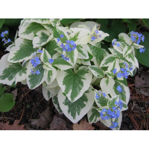 Brunera didžialapė (lot.Brunnera macrophylla) Variegata