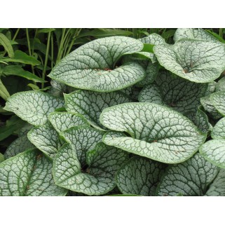 Brunera didžialapė (lot.Brunnera macrophylla) Jack Frost