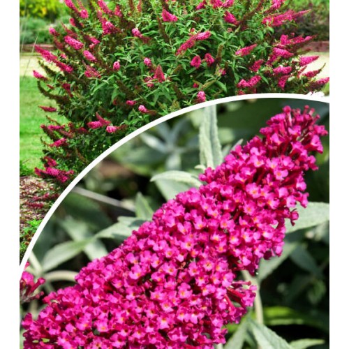 Budlėja ( lot. Buddleja davidii) Prince Charming