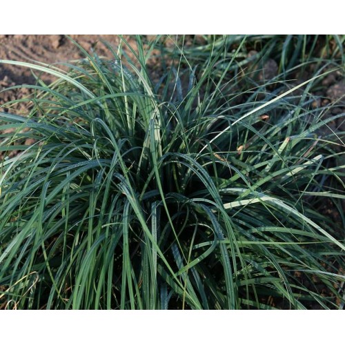 Viksva melsvoji ( lot. Carex flacca) Blue zinger